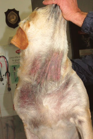 Deep pyoderma cheap dog